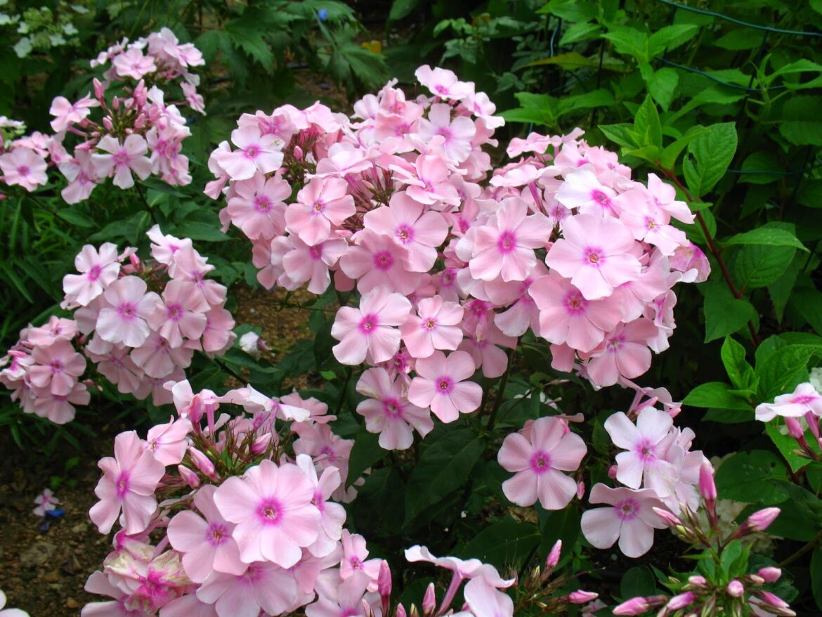 Quand fleurissent les Phlox paniculata ?