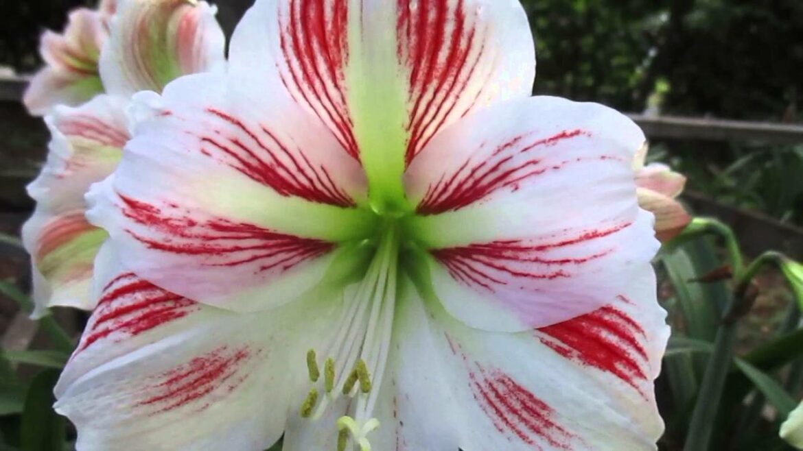 Quand fleurissent les amaryllis ?