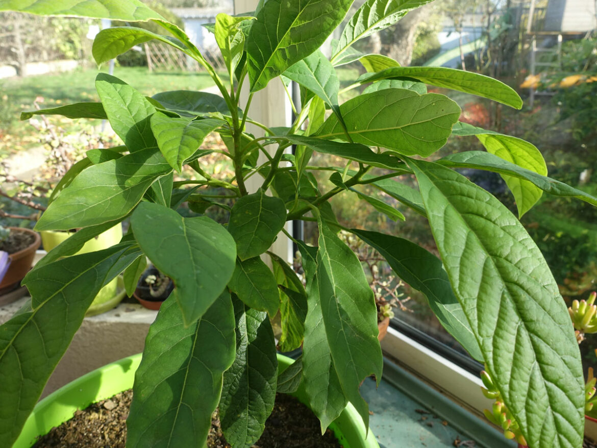 Quand fleurissent les avocatiers ?