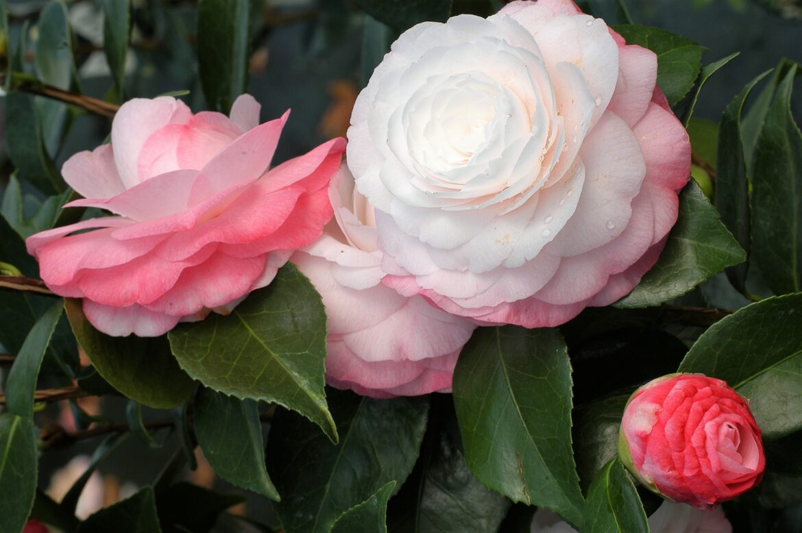 Quand fleurissent les camélias ?