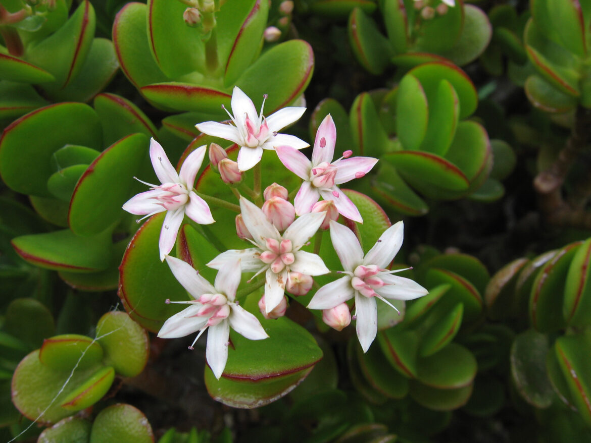 Quand fleurissent les crassula ?