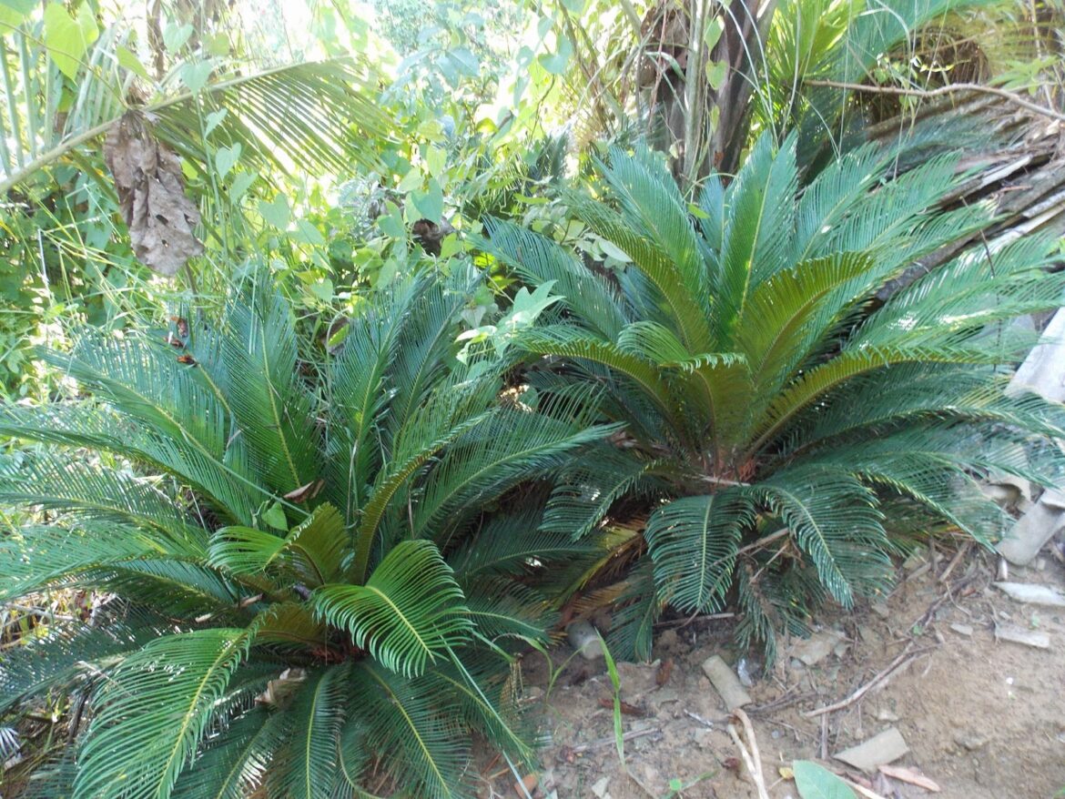 Quand fleurissent les cycas ?