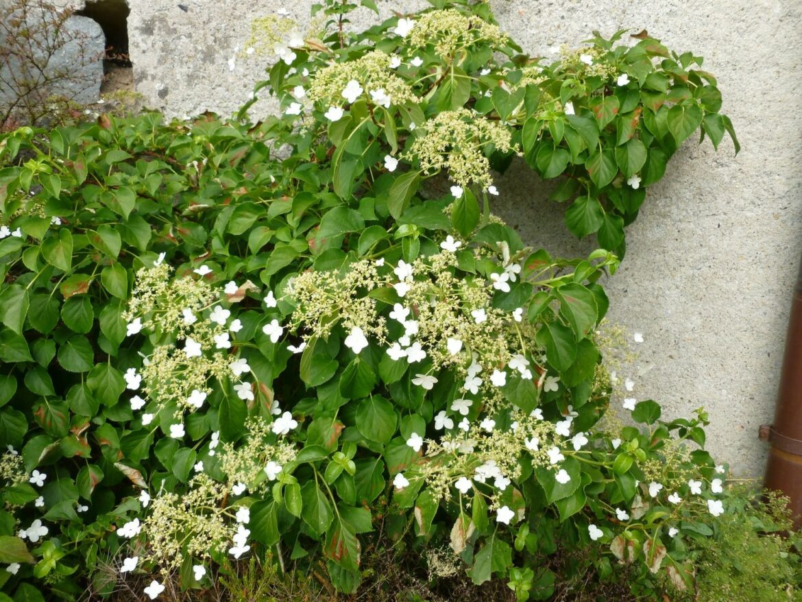 Quand fleurissent les hortensia grimpant ?
