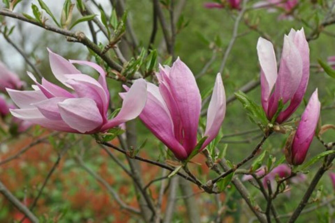 Quand fleurissent les magnolias ?