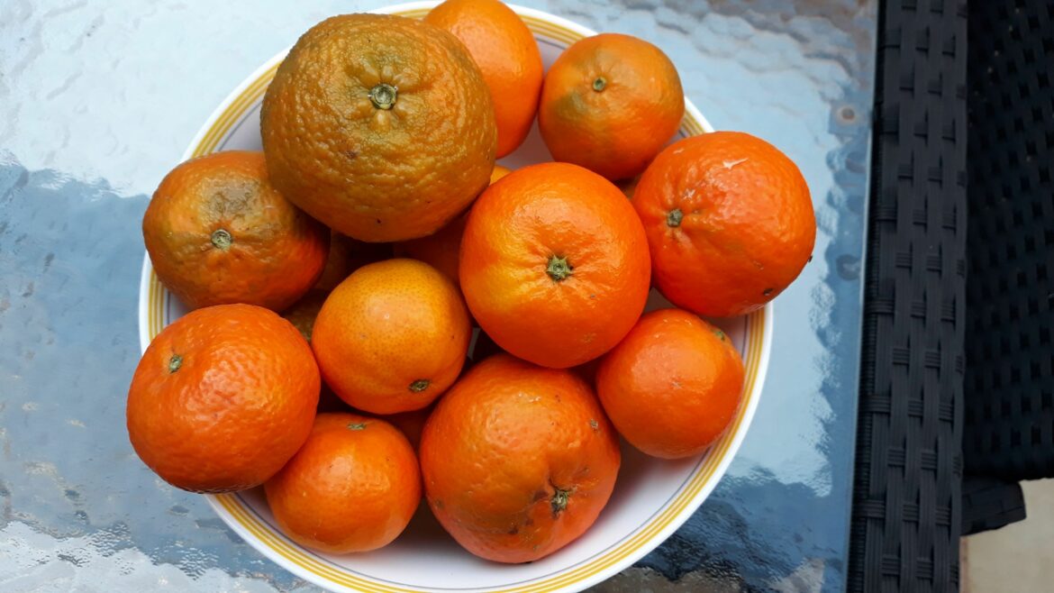 Quand fleurissent les mandariniers ?