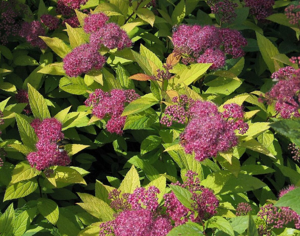 Quand fleurissent les spirée ?