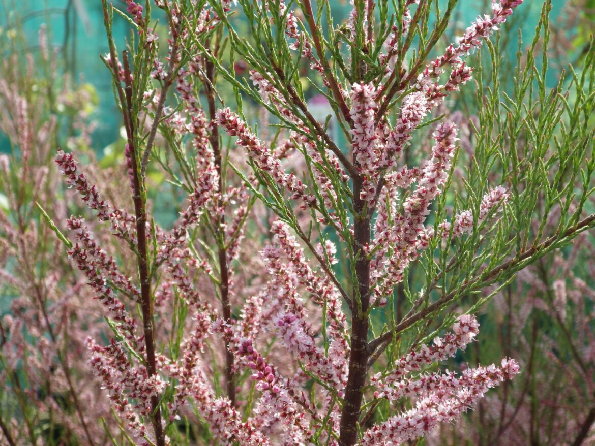 Quand fleurissent les tamaris ?