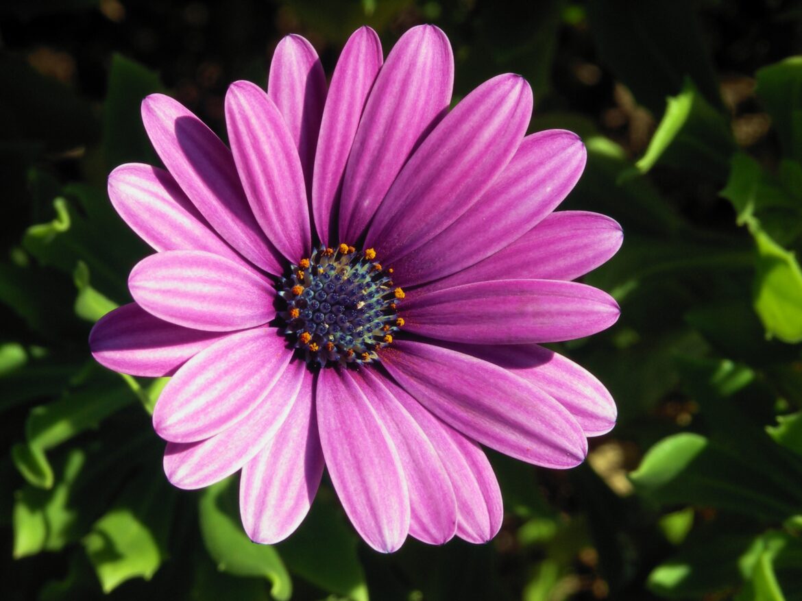 Quand fleurit l osteospermum ?