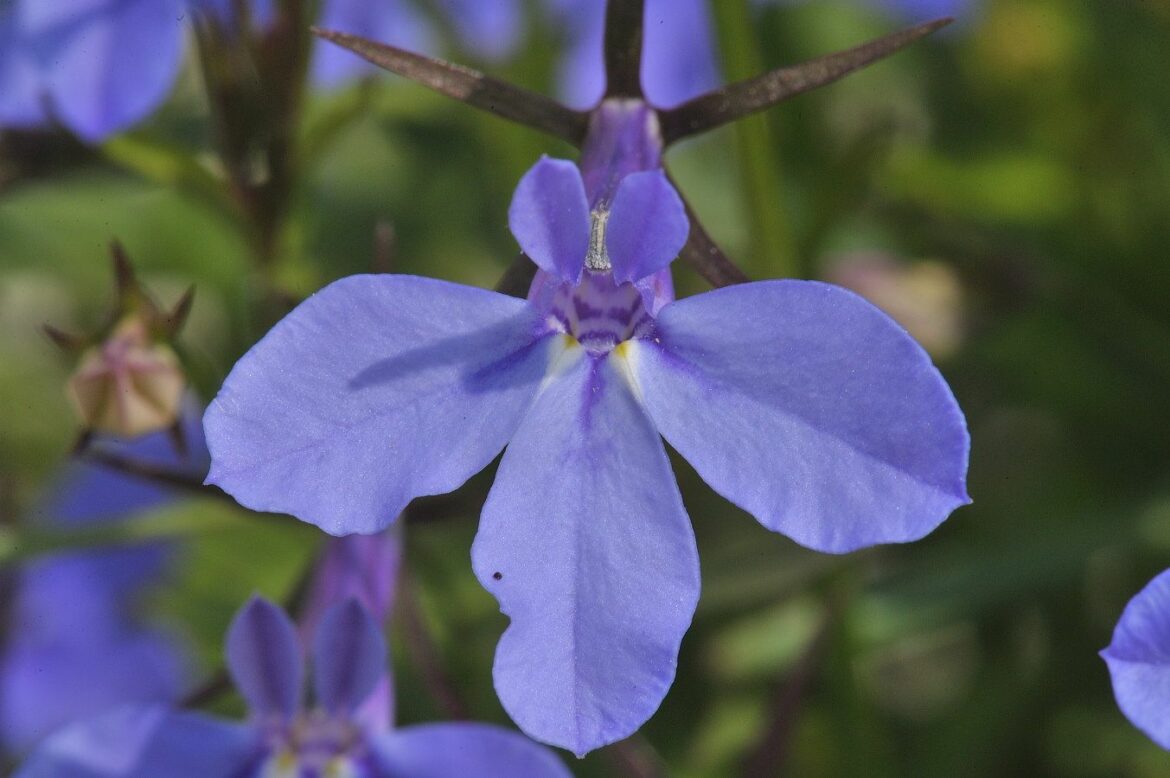 Quand fleurit le Lobelia ?