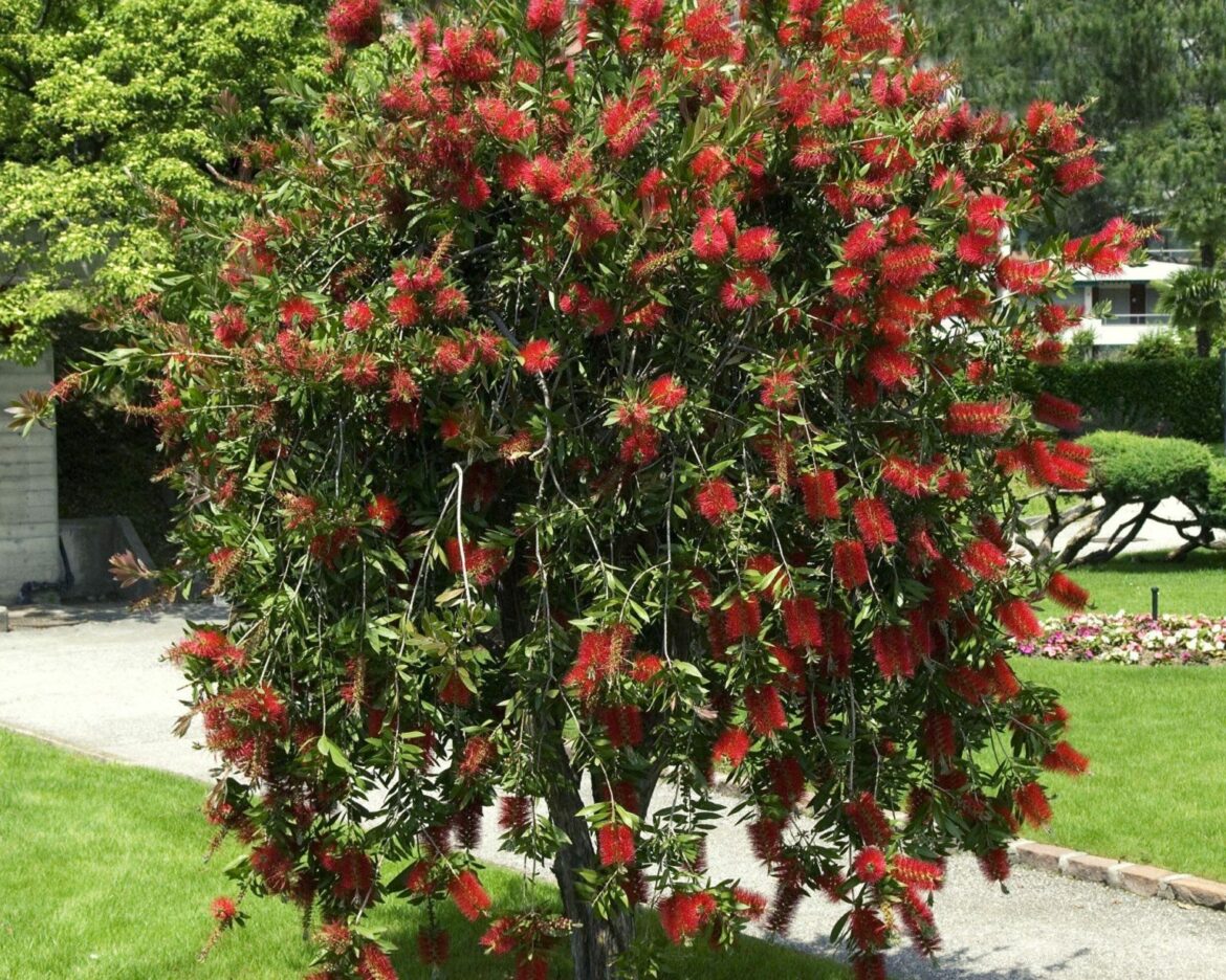 Quand fleurit le Rince-bouteille ?