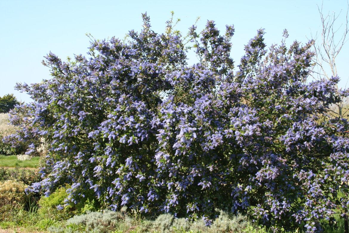 Quand fleurit le céanothe ?
