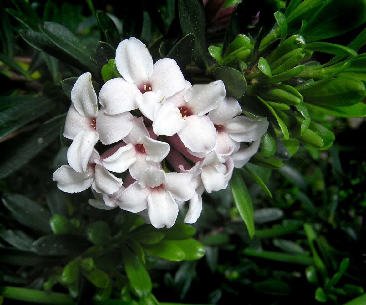 Quand fleurit le daphné ?