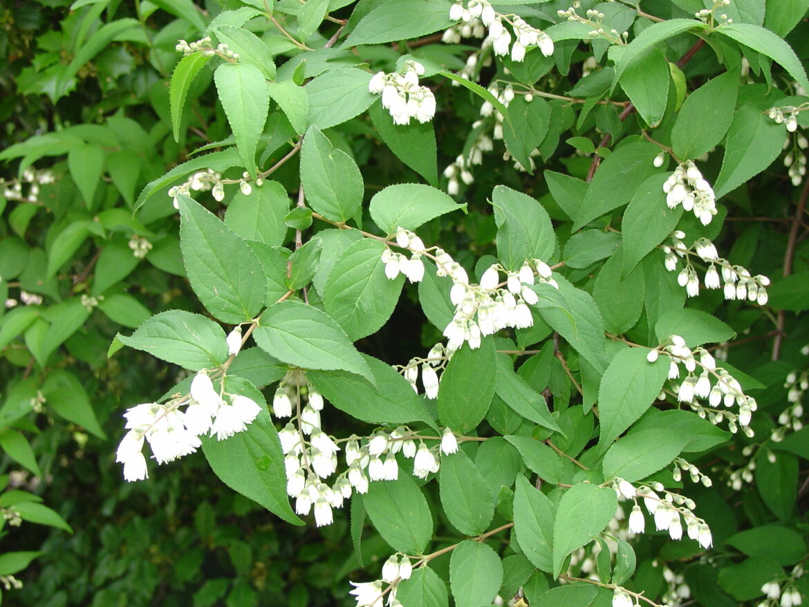 Quand fleurit le deutzia ?