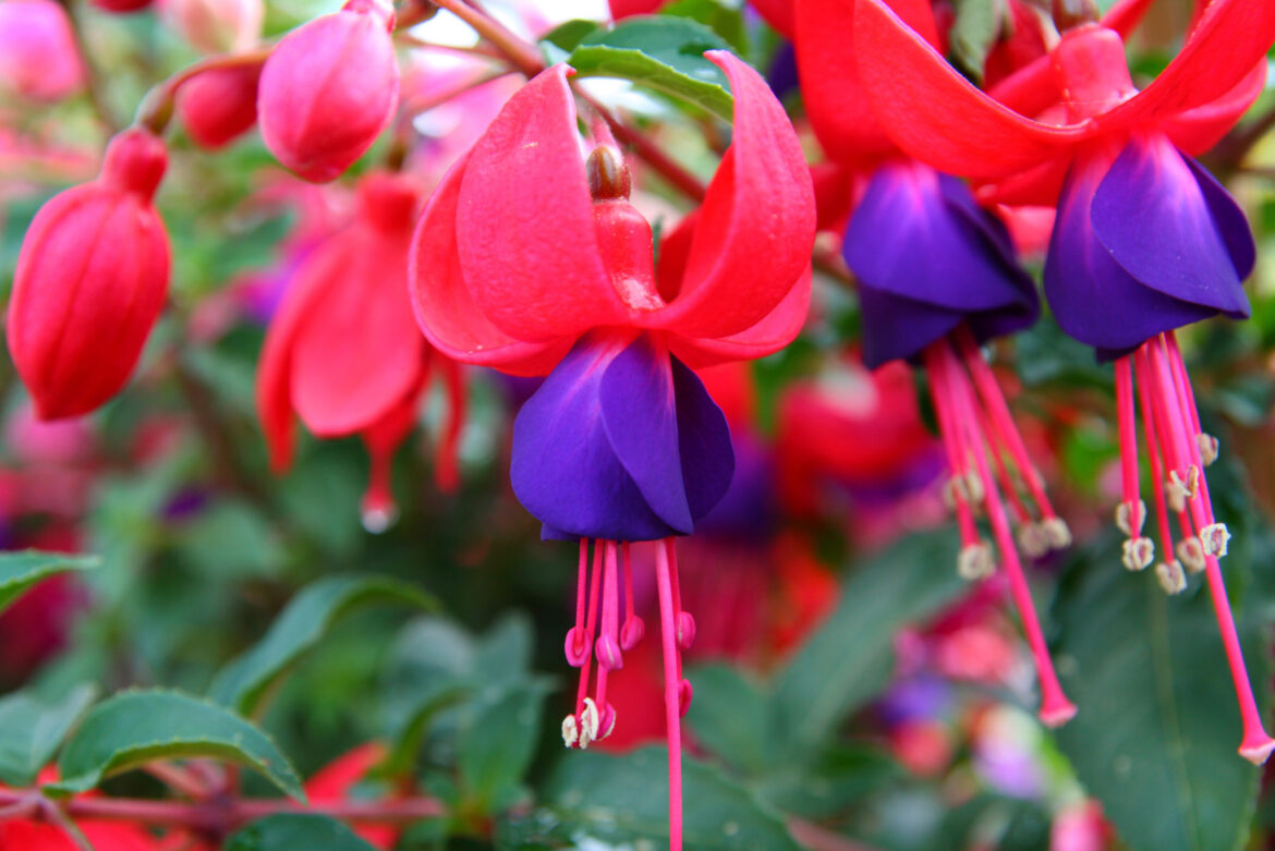 Quand fleurit le fuchsias ?