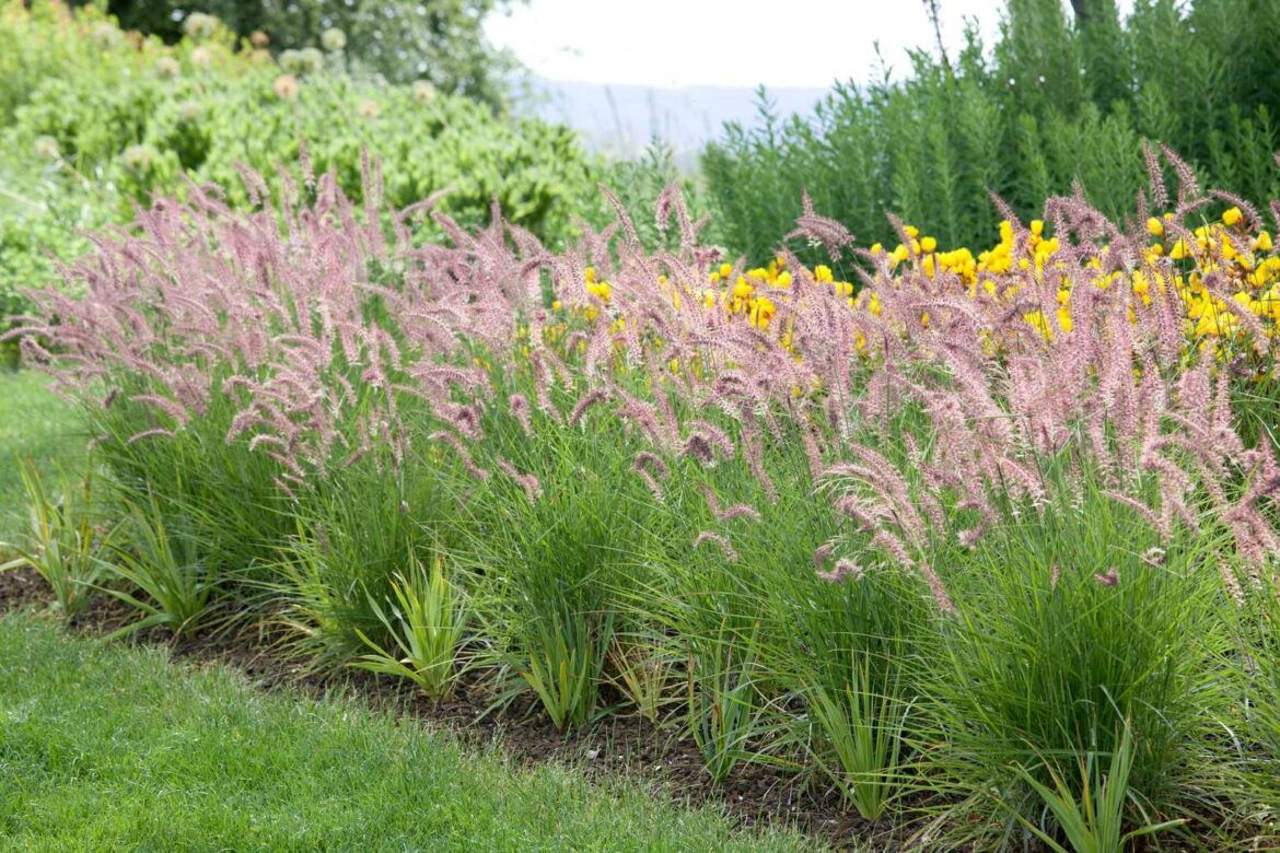 Quand fleurit le pennisetum ?