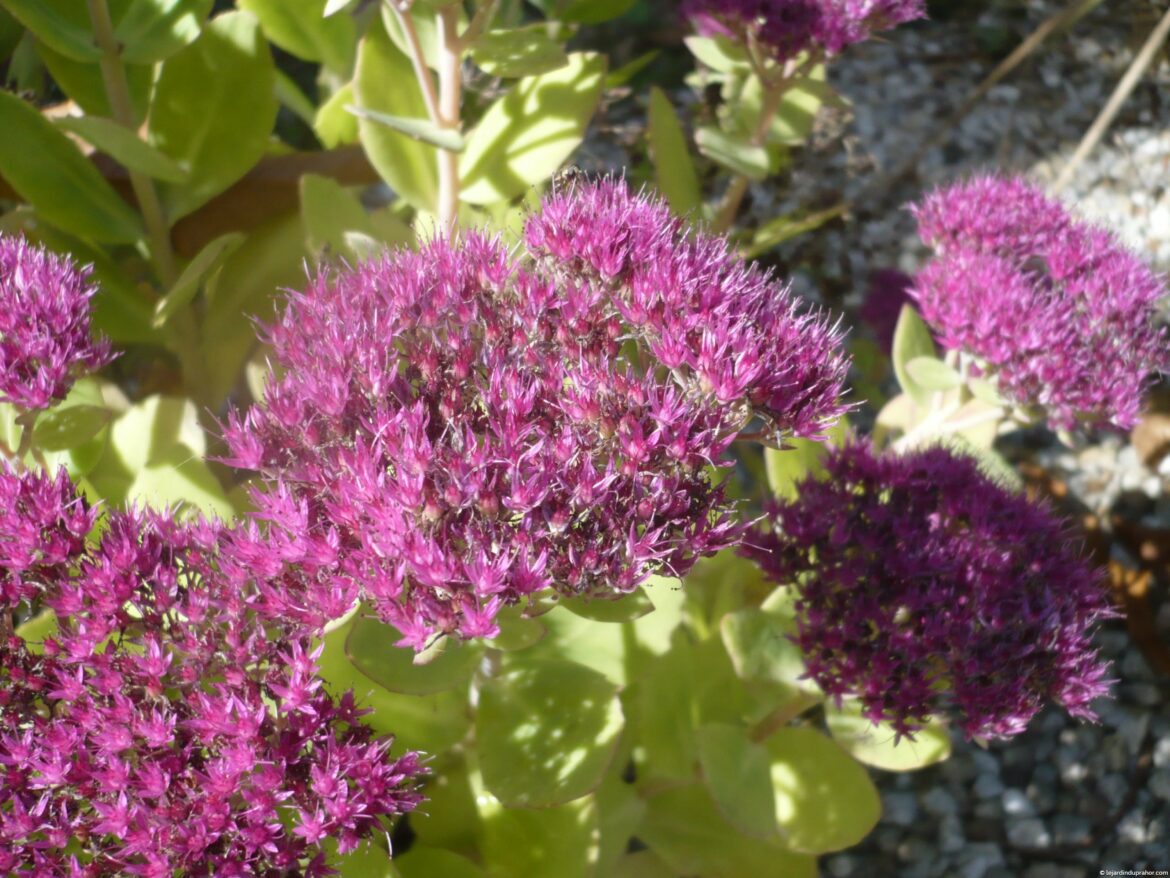 Quand fleurit le sedum ?