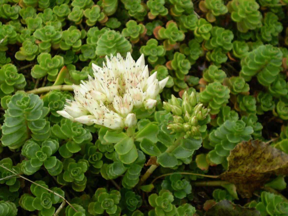 Quand fleurit le sedum ?
