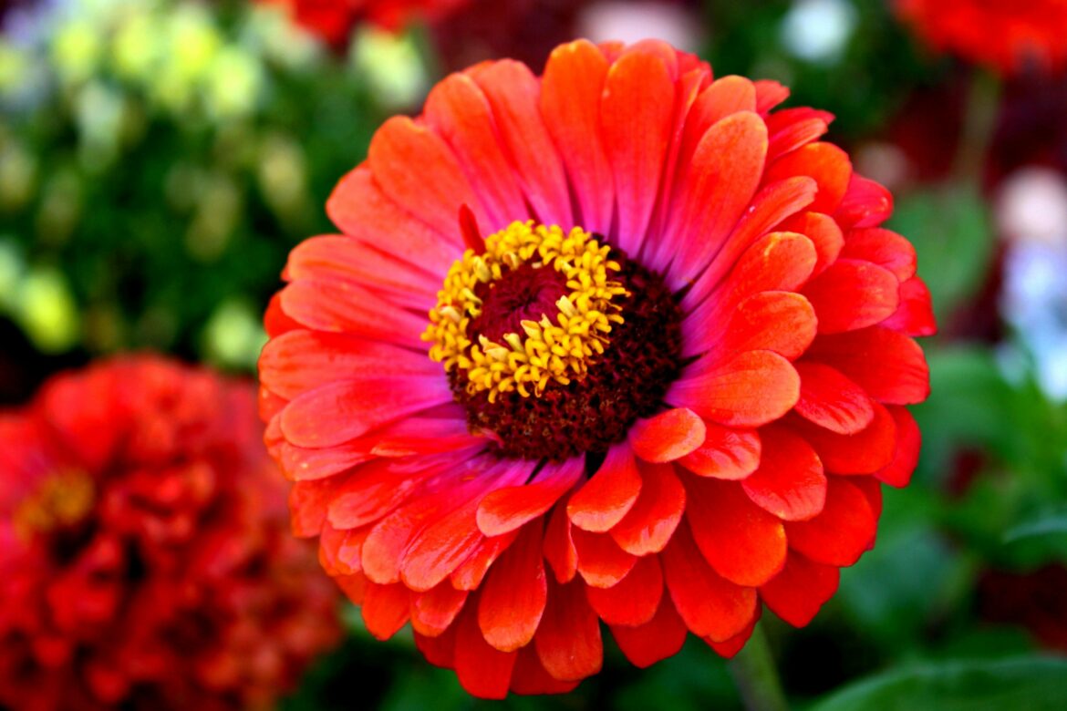 Quand fleurit zinnia ?