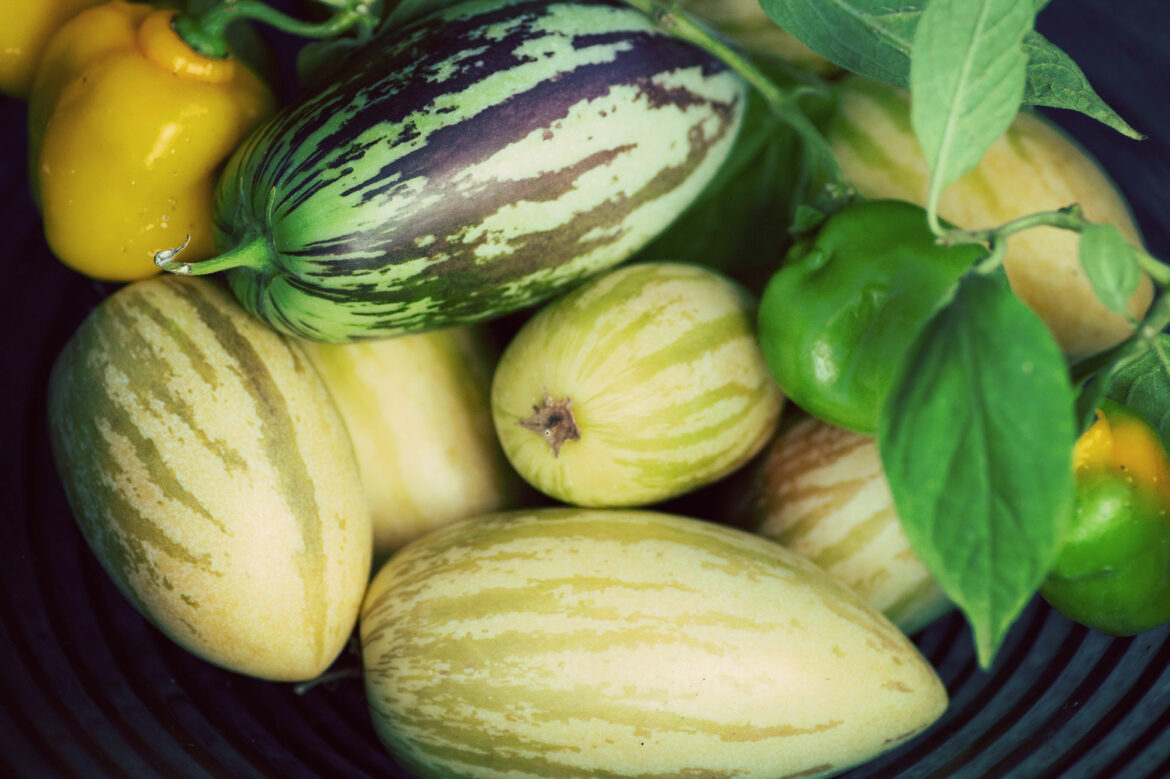 Quand la récolte des melons ?