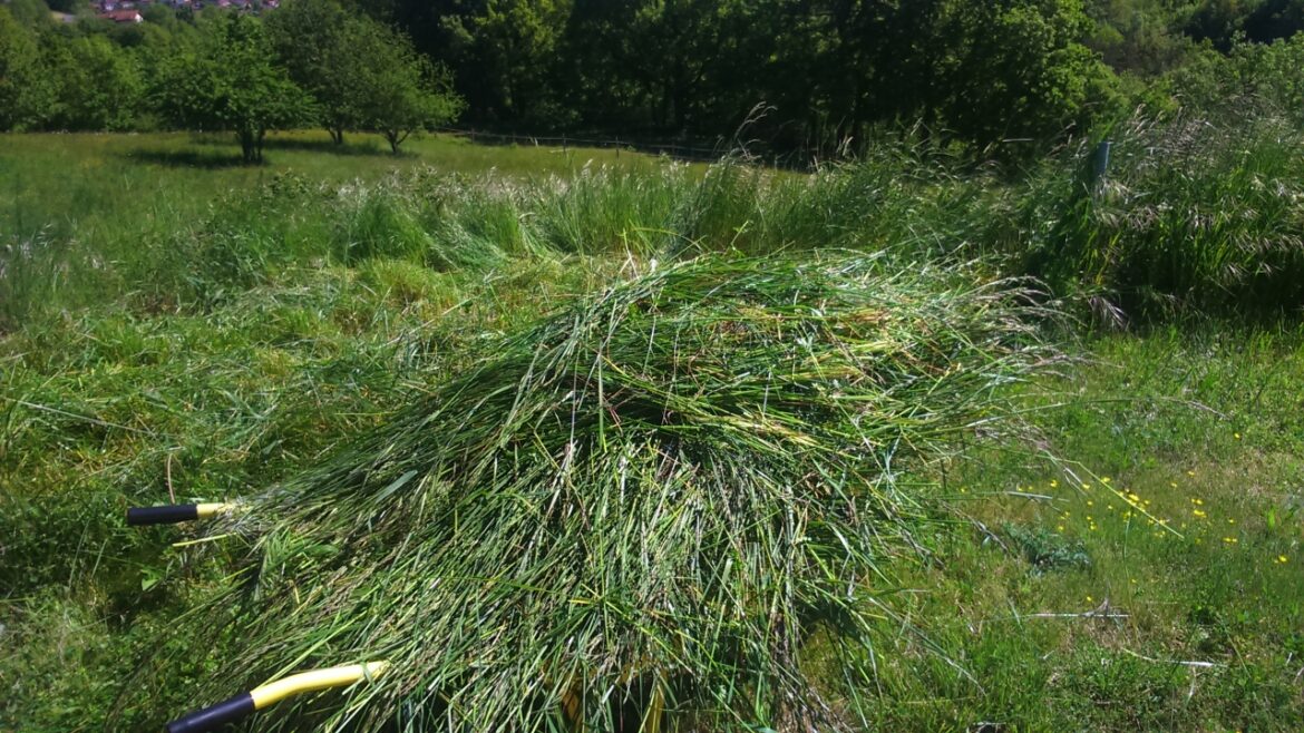 Quand laisser la tonte sur le gazon ?