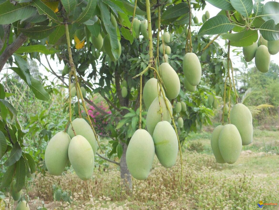 Quand le manguier donne des fruits ?