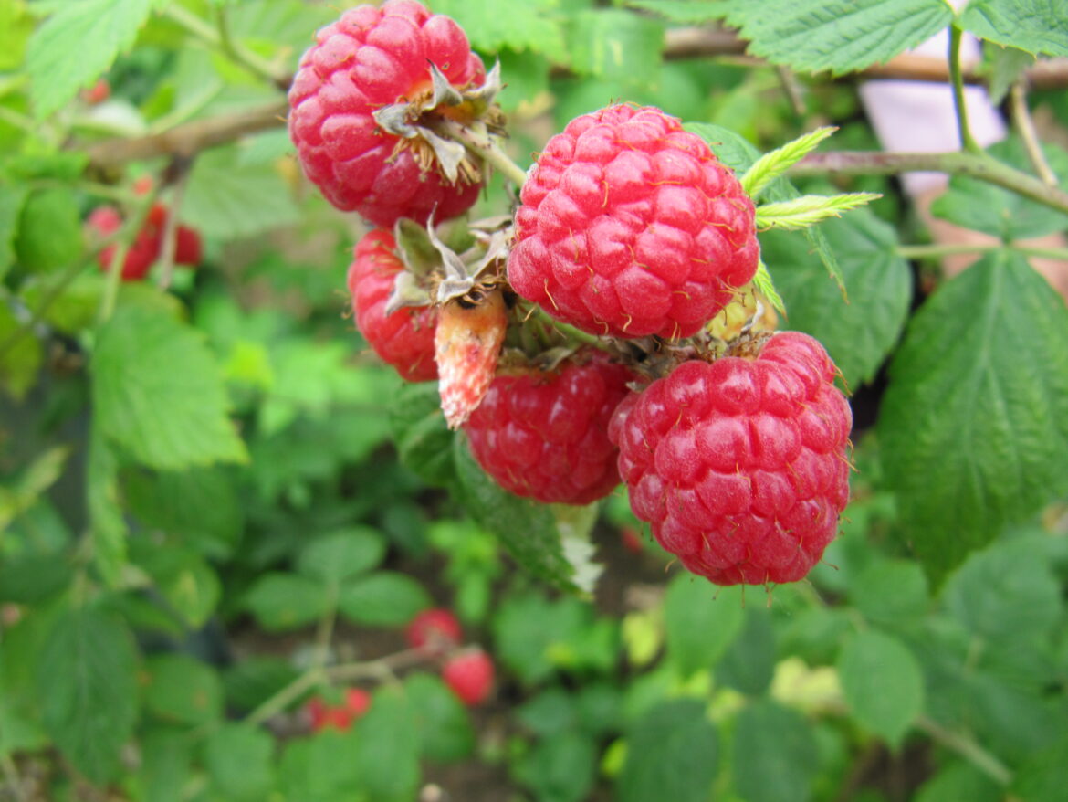 Quand manger des framboises ?