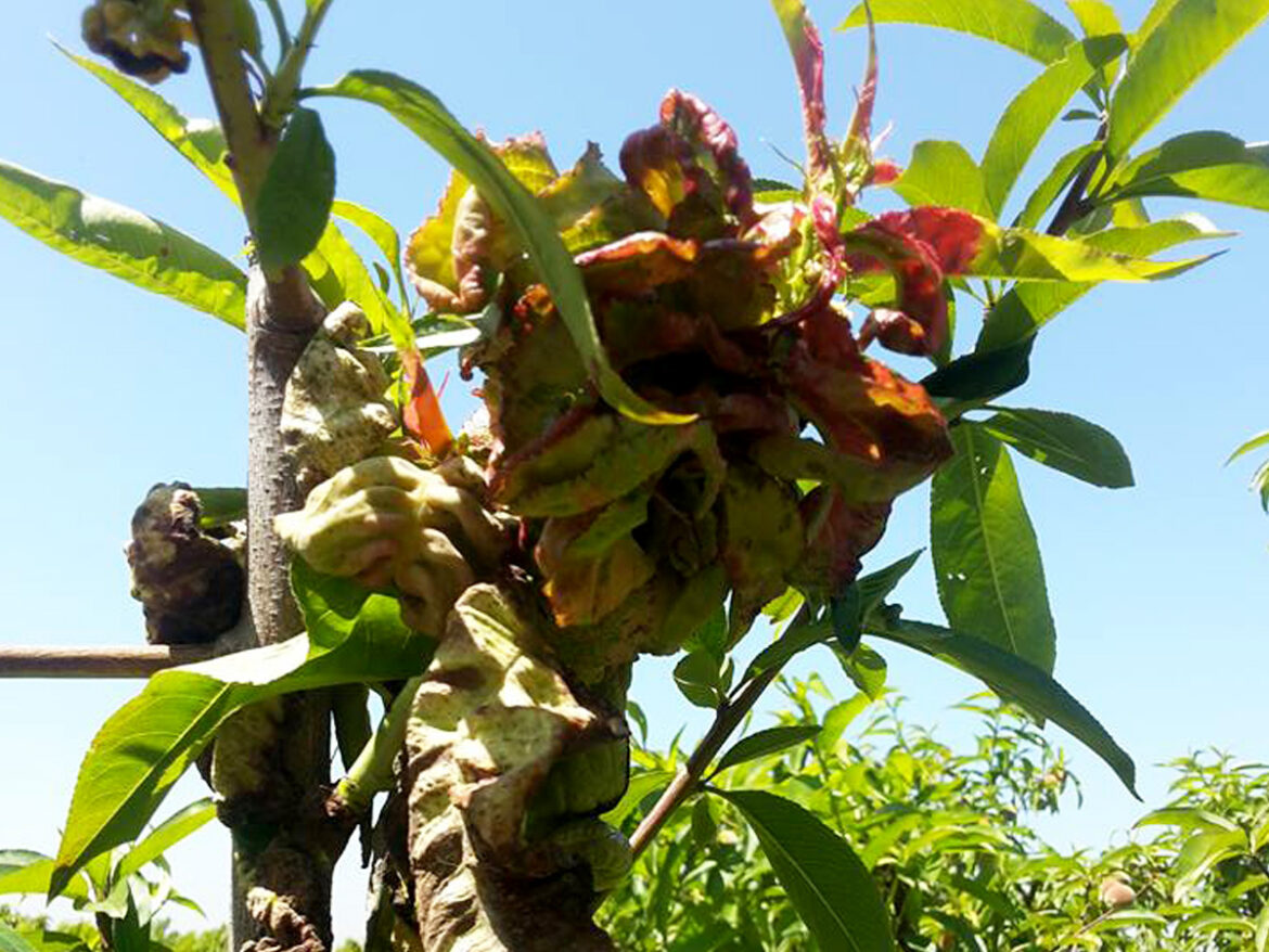 Quand mettre de la bouillie bordelaise sur les arbres fruitiers ?