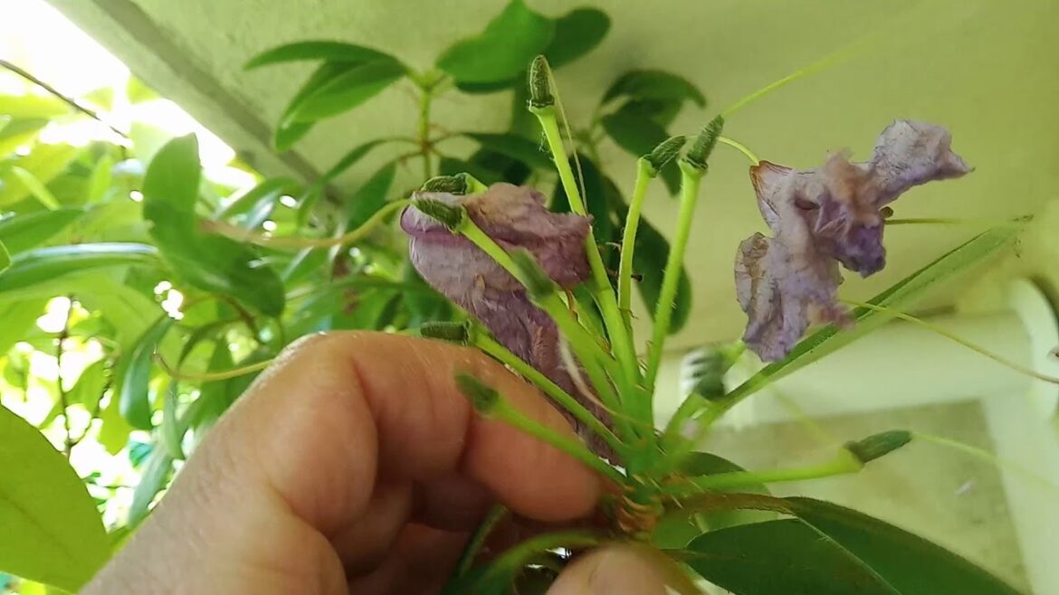 Quand mettre de l'engrais à mon oranger ?