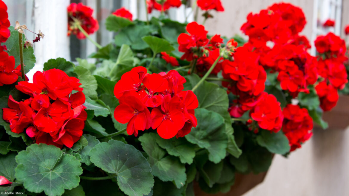 Quand mettre de l'engrais pour les géraniums ?