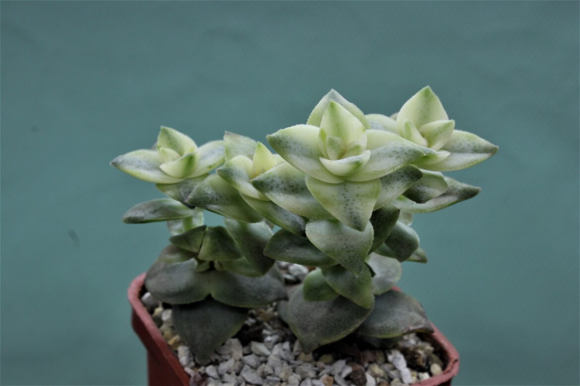 Quand mettre dehors le Crassula ?
