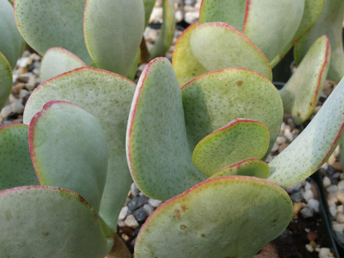 Quand mettre dehors le Crassula ?