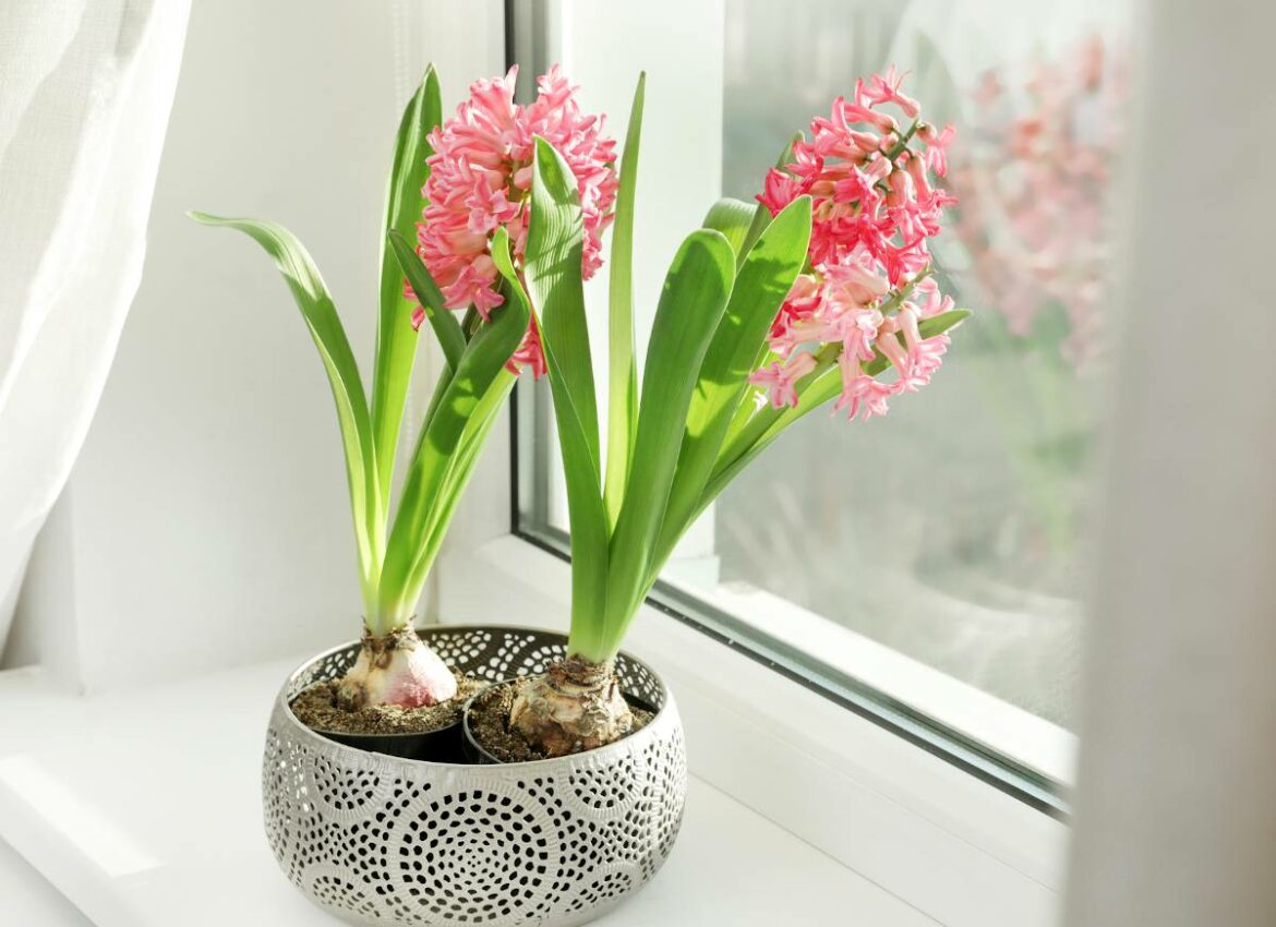 Quand mettre en terre les bulbes de jacinthes ?