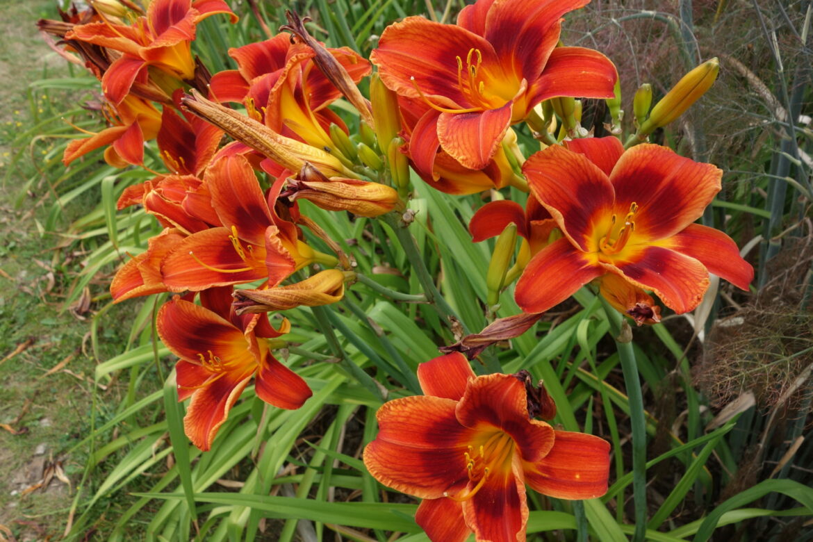 Quand mettre en terre les hémérocalles ?