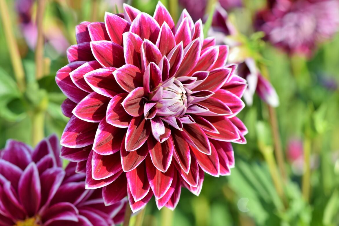 Quand mettre les dahlias en pleine terre ?