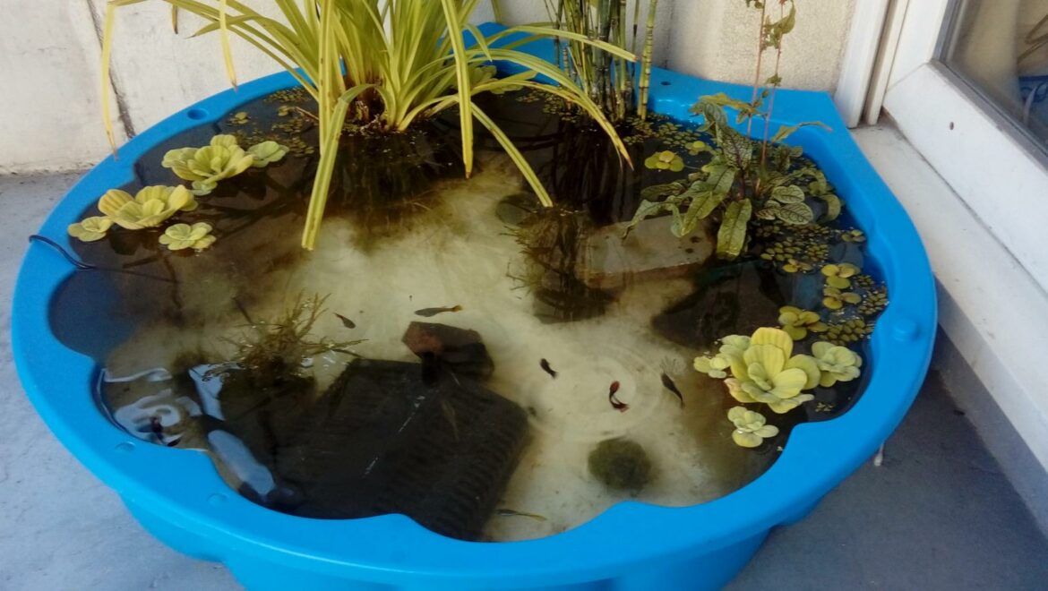 Quand mettre les poissons dans le bassin ?