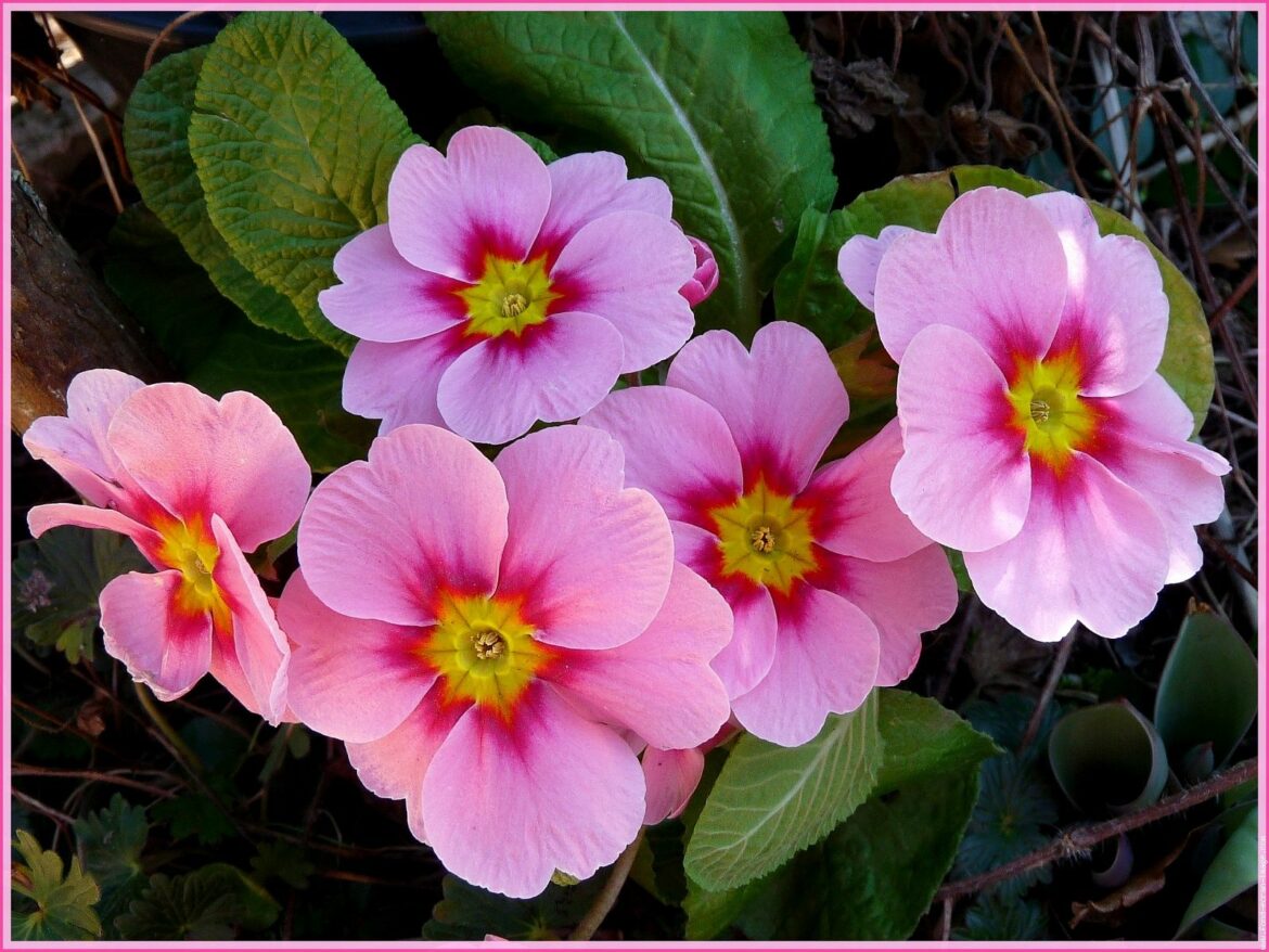 Quand mettre les primevères ?