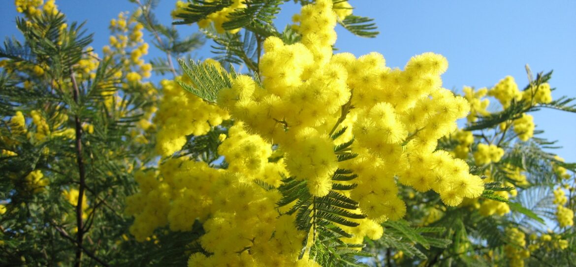 Quand mettre un voile d'hivernage ?