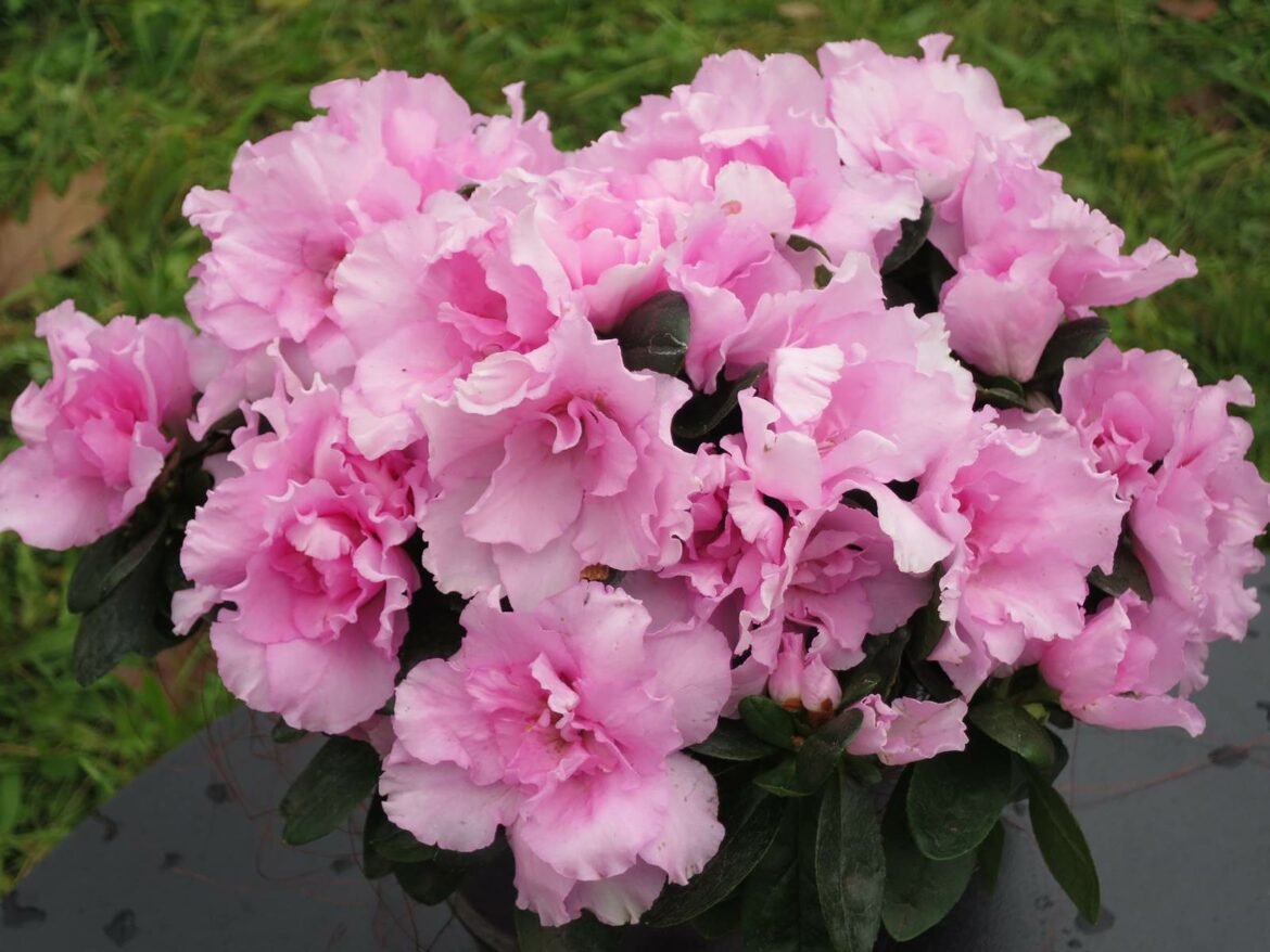 Quand mettre un voile d'hivernage ?