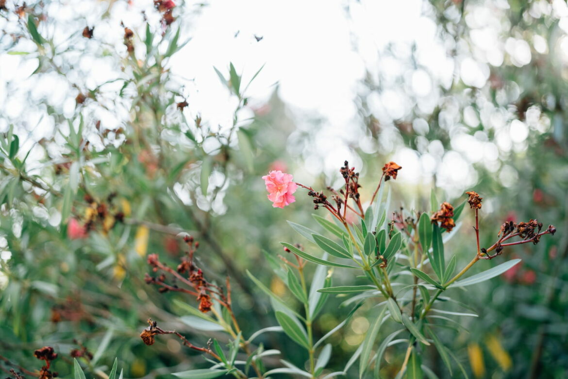 Quand mettre un voile d'hivernage ?