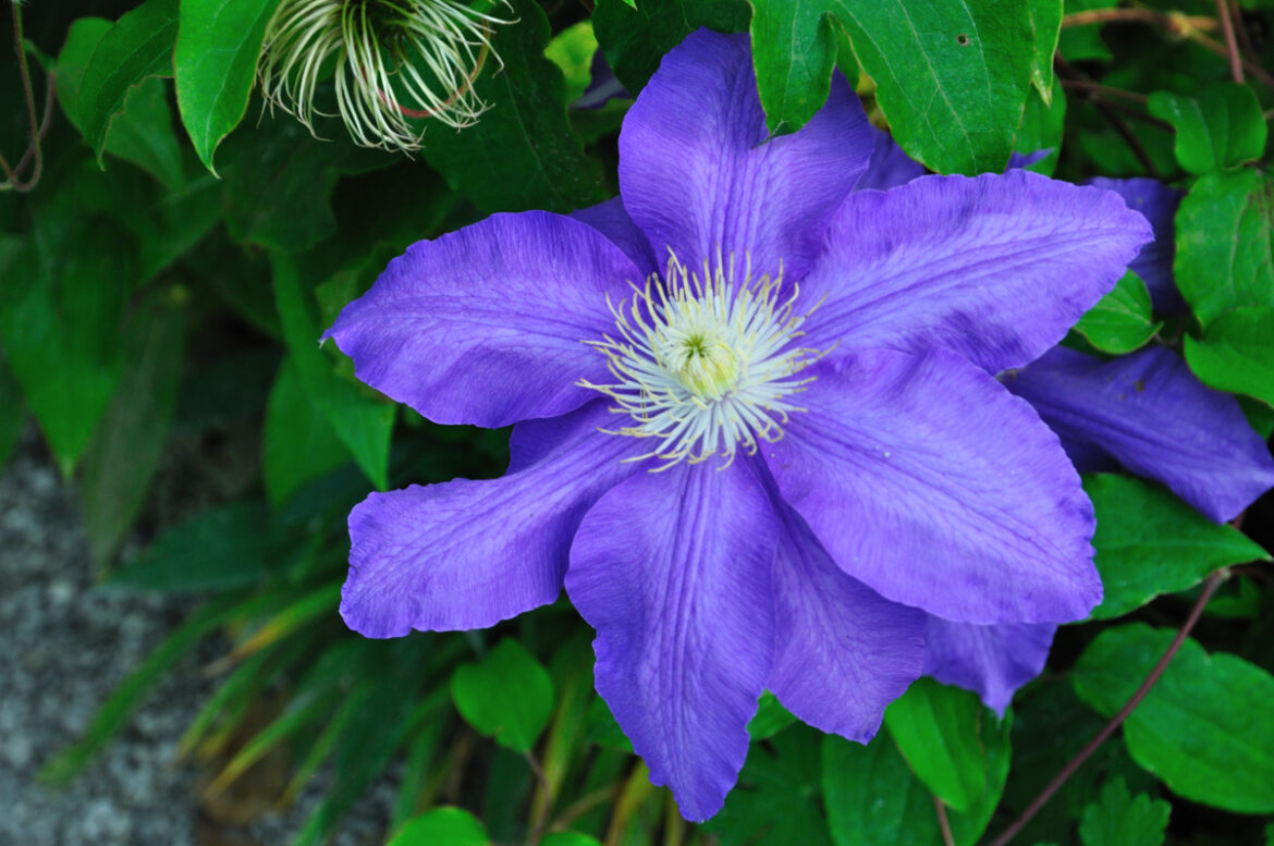 Quand mettre un voile d'hivernage ?