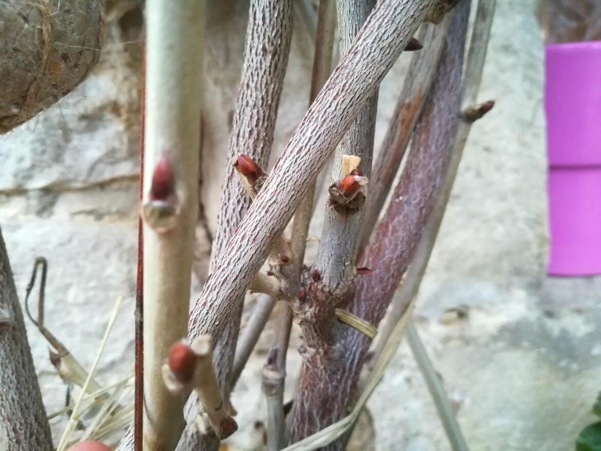 Quand mettre un voile d'hivernage ?