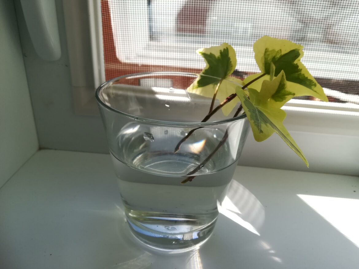 Quand multiplier les pivoines ?