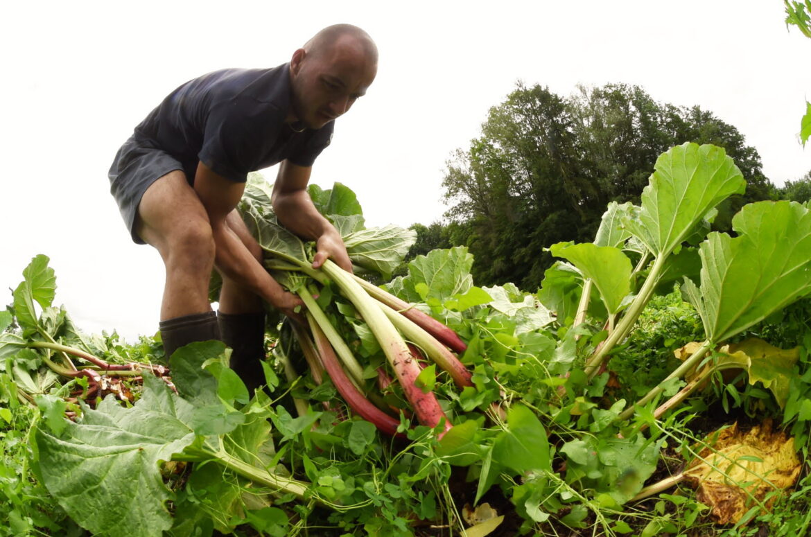 Quand ne pas manger de rhubarbe ?