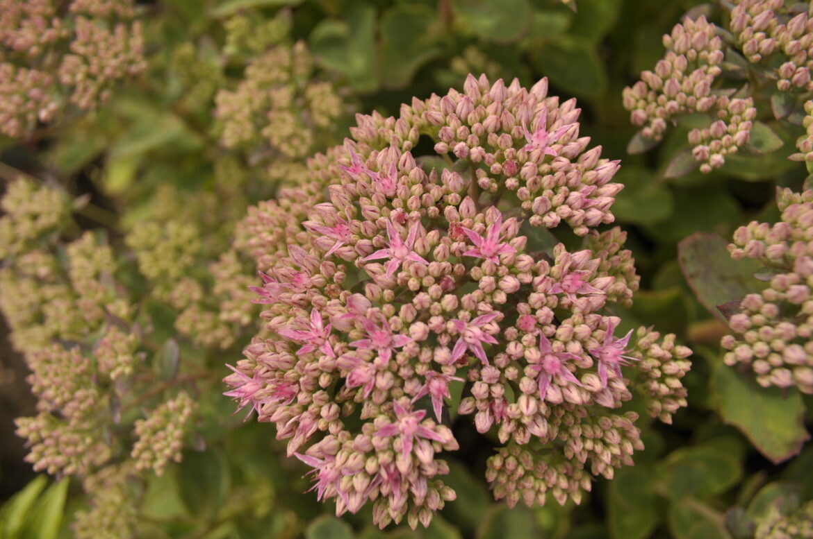 Quand planter Sedum en pleine terre ?