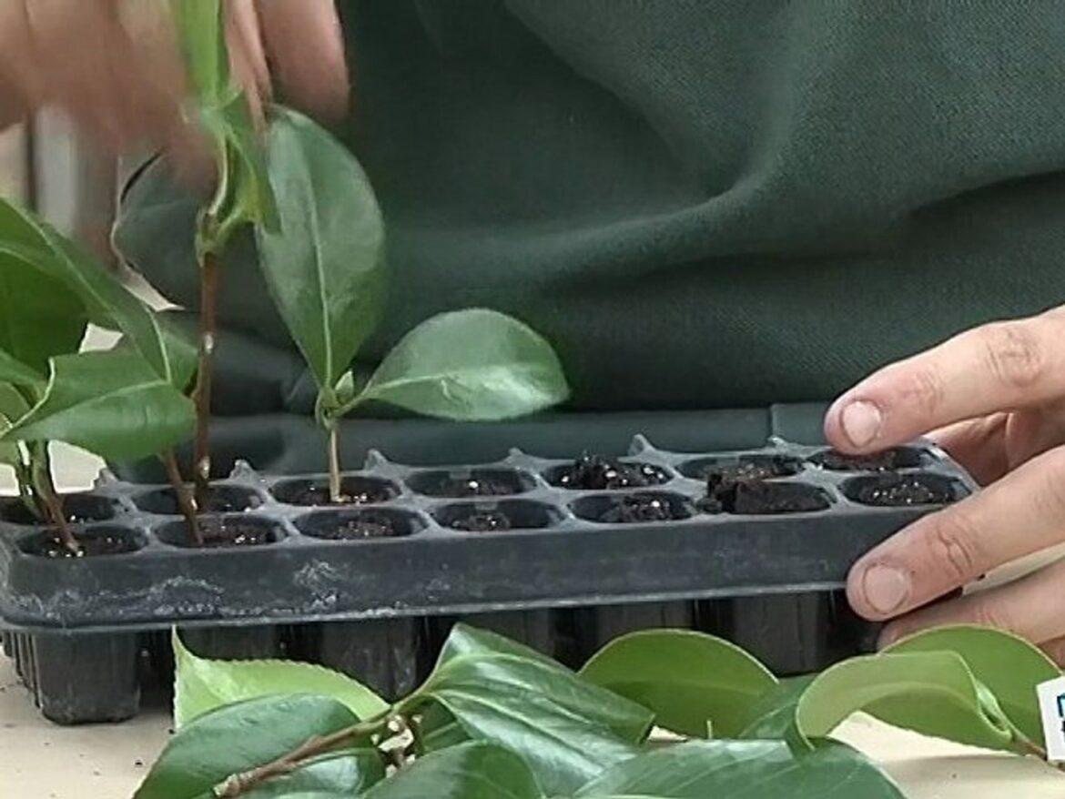 Quand planter bouture camélia ?