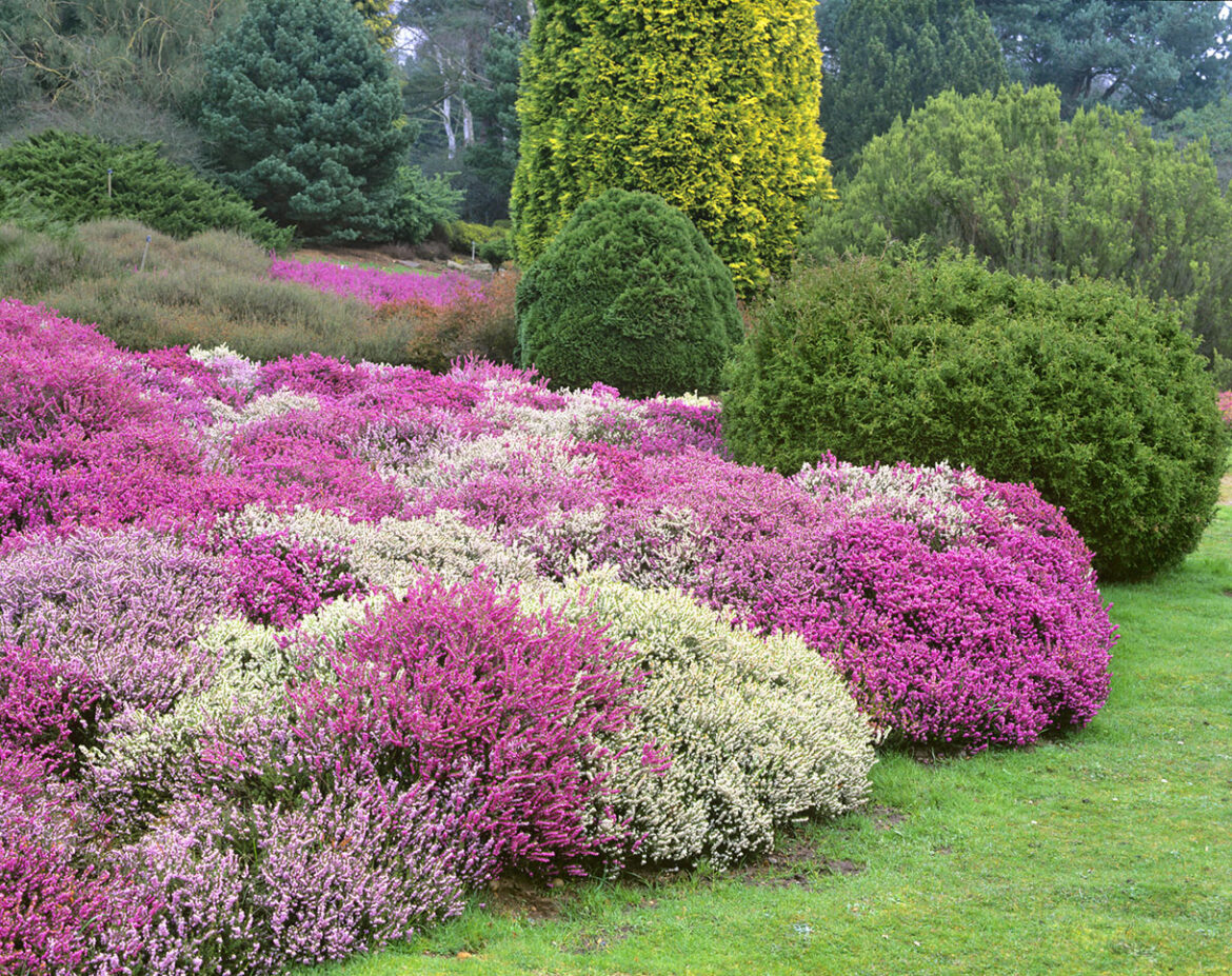 Quand planter bruyère dans jardin ?