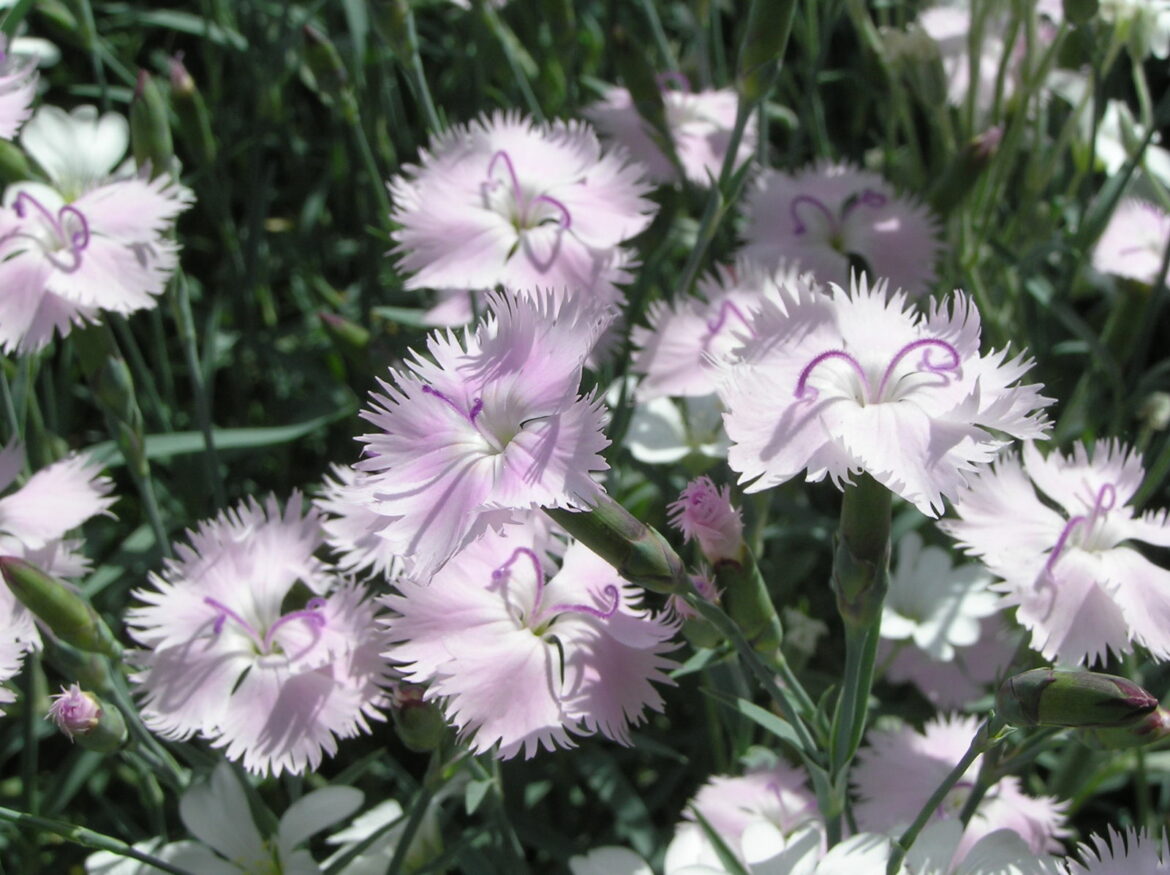 Quand planter des Dianthus ?