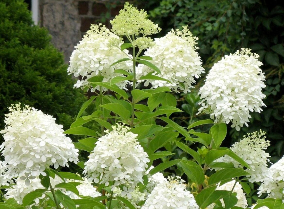 Quand planter des Hydrangea paniculata ?