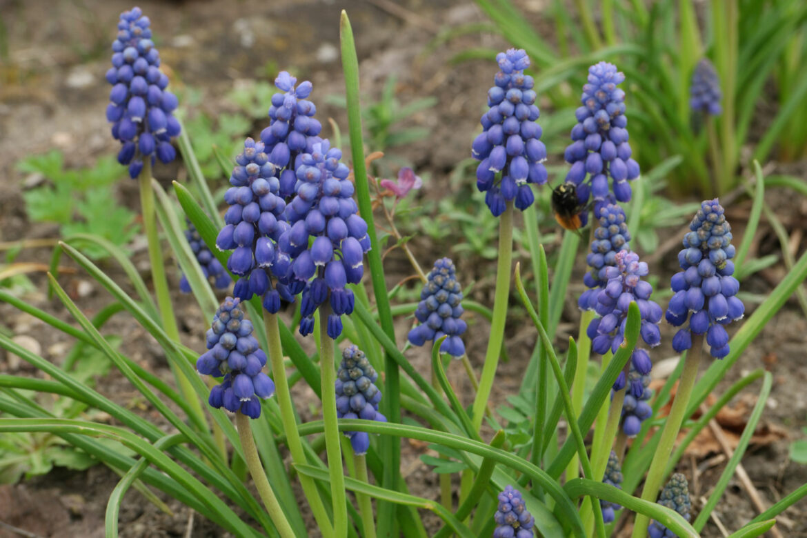 Quand planter des bulbes de muscari ?