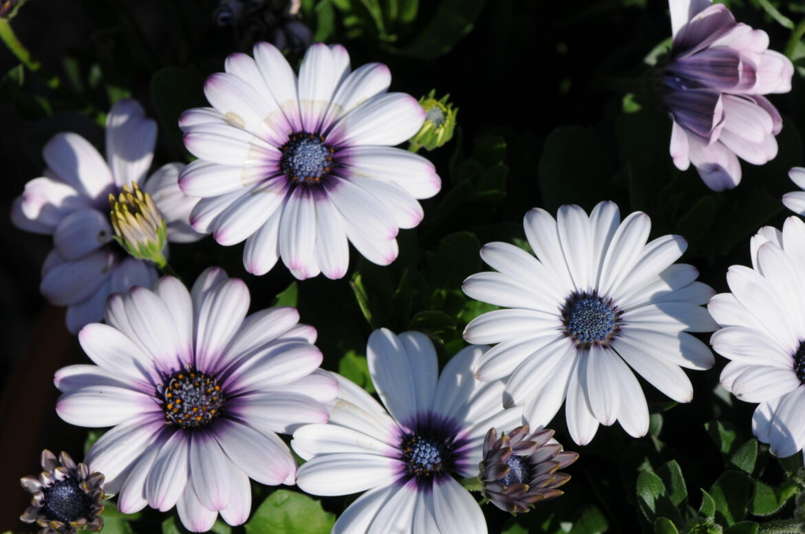 Quand planter des osteospermum ?